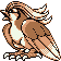 Pidgeot
